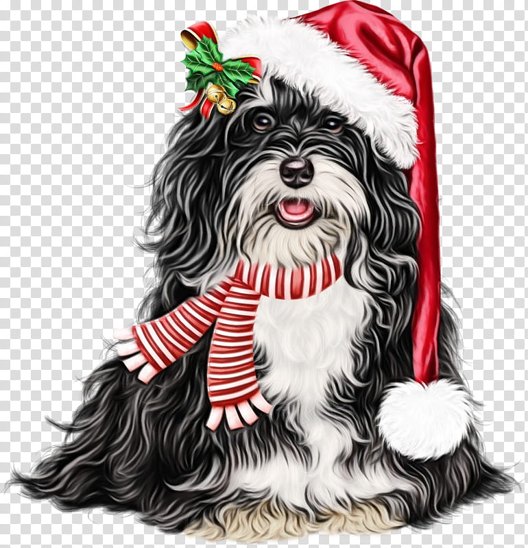 dog shih tzu havanese lhasa apso tibetan terrier, Watercolor, Paint, Wet Ink, Nonsporting Group transparent background PNG clipart