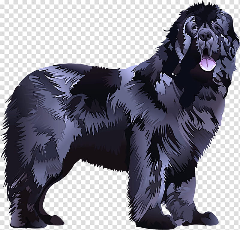 dog newfoundland giant dog breed sporting group rare breed (dog), Rare Breed Dog transparent background PNG clipart