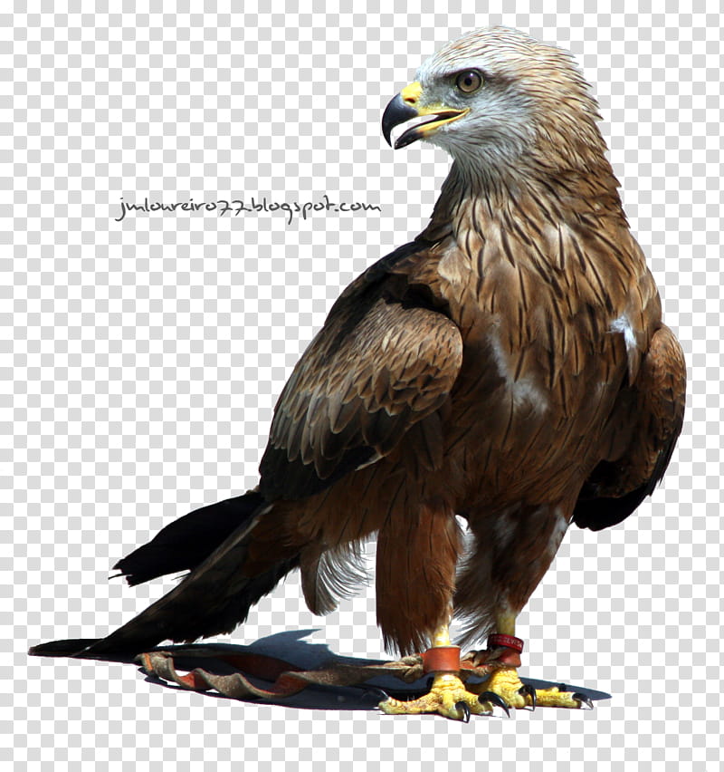 Aguila, brown and white eagle transparent background PNG clipart