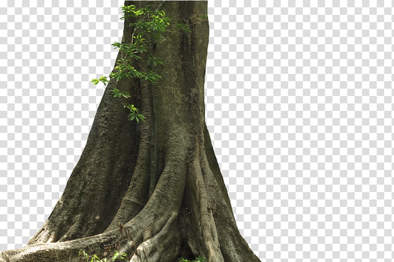 Big Tree transparent background PNG clipart