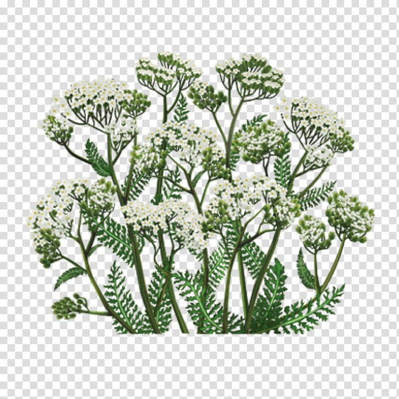 Family Tree, Yarrow, Medicinal Plants, Herb, Tea, Therapy, Herbaceous Plant, Aufguss, Medicine, Preventive Healthcare transparent background PNG clipart