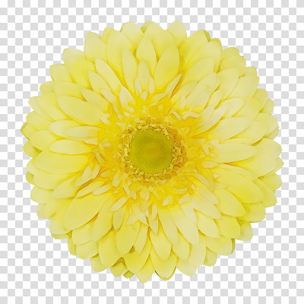 yellow gerbera flower cut flowers petal, Watercolor, Paint, Wet Ink, Barberton Daisy, Plant, English Marigold, Flowering Plant transparent background PNG clipart