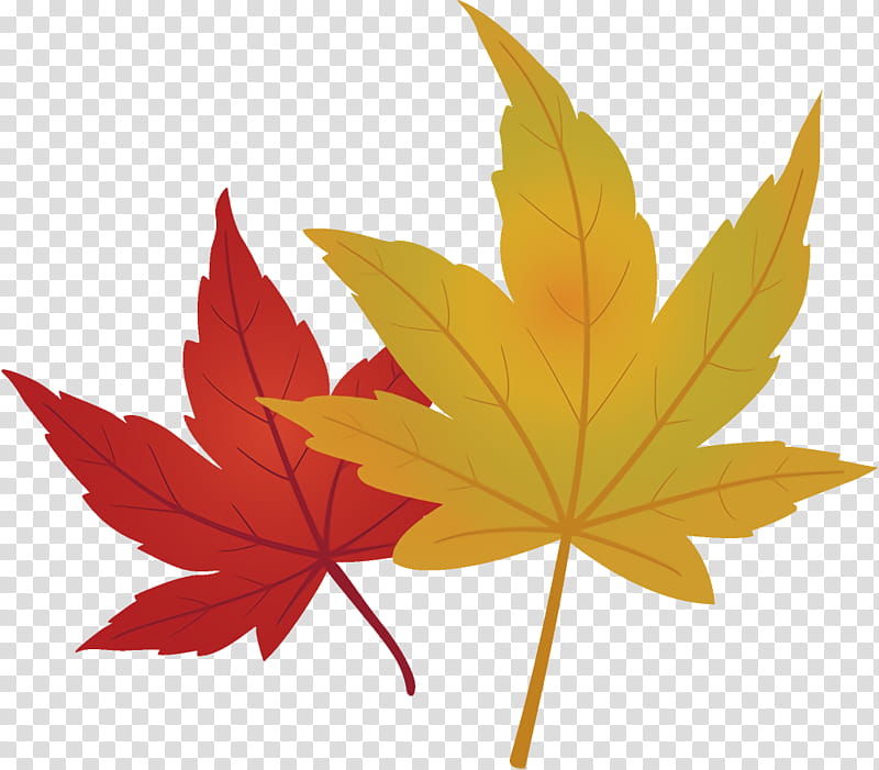maple leaves autumn leaves fall leaves, Leaf, Maple Leaf, Tree, Plant, Black Maple, Woody Plant, Sweet Gum transparent background PNG clipart