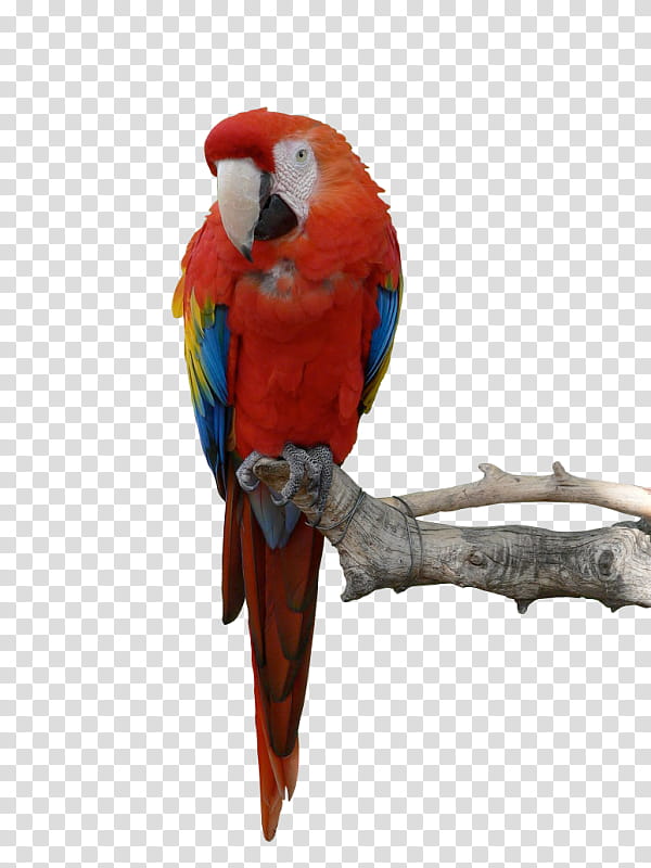 Bird Parrot, Macaw, Kea, Parakeet, Blueandyellow Macaw, Beak, Budgie transparent background PNG clipart