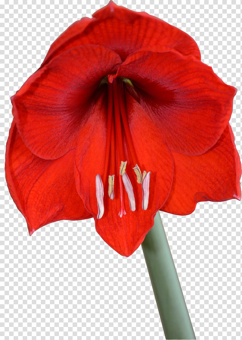 Red Amaryllis Bloom transparent background PNG clipart