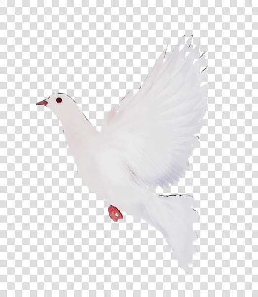Feather, Watercolor, Paint, Wet Ink, White, Bird, Beak, Pigeons And Doves transparent background PNG clipart