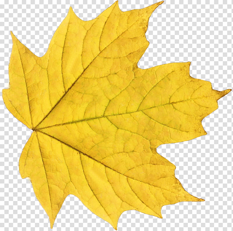 Leaf  , yellow maple leaf transparent background PNG clipart