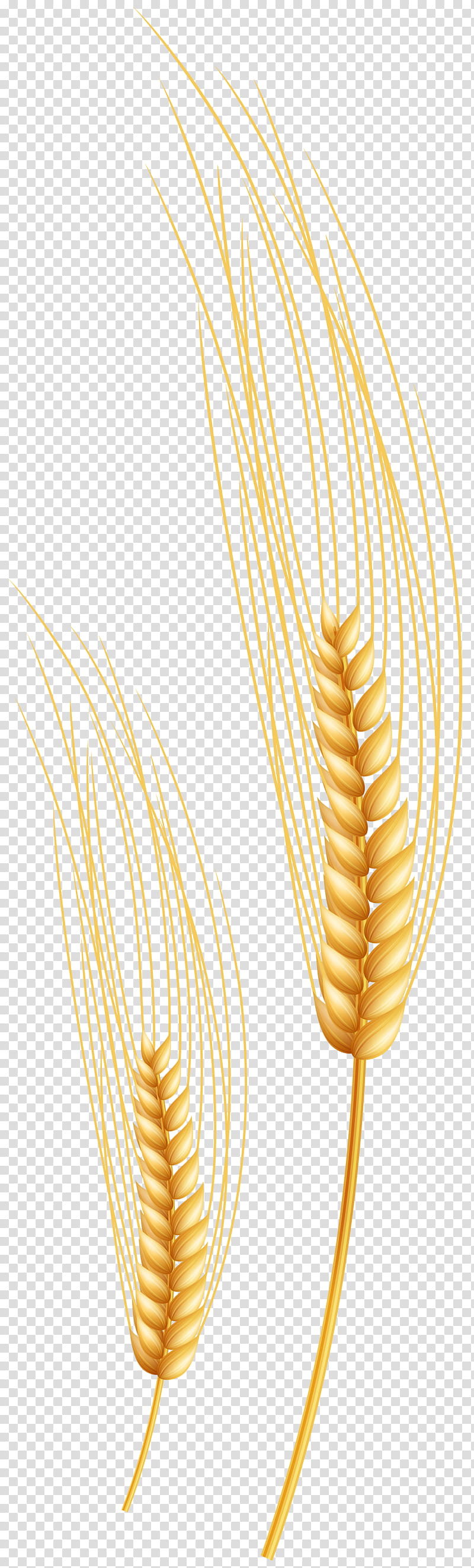 Wheat, Grasses, Peafowl, Art Museum, Commodity, Grass Family, Food Grain, Fusilli transparent background PNG clipart