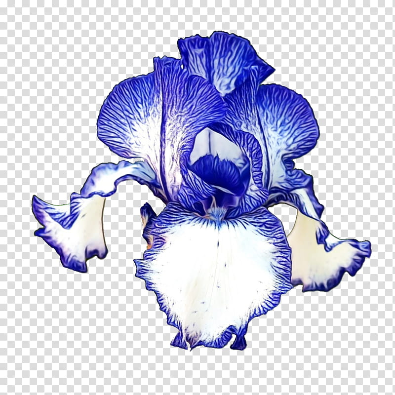blue flower petal plant iris, Watercolor, Paint, Wet Ink, Purple, Flowering Plant, Violet, Iris Family transparent background PNG clipart