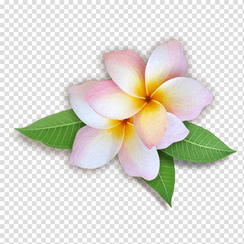 Pink Flower, Frangipani, Flower Bouquet, Blog, Petal, Plant, Leaf, Impatiens transparent background PNG clipart
