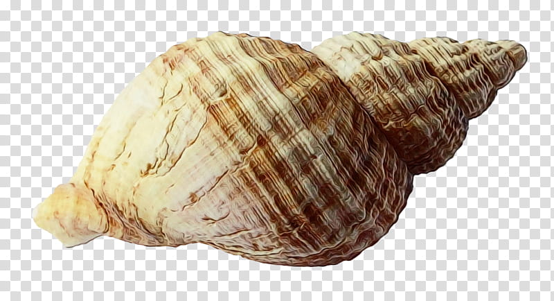 Beach, Seashell, Mollusc Shell, Clam, Mollusca, Collecting, Shore, Ocean transparent background PNG clipart