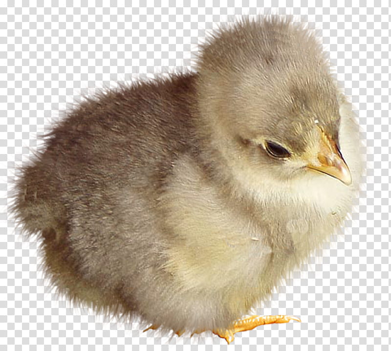 white and yellow duck close-up transparent background PNG clipart