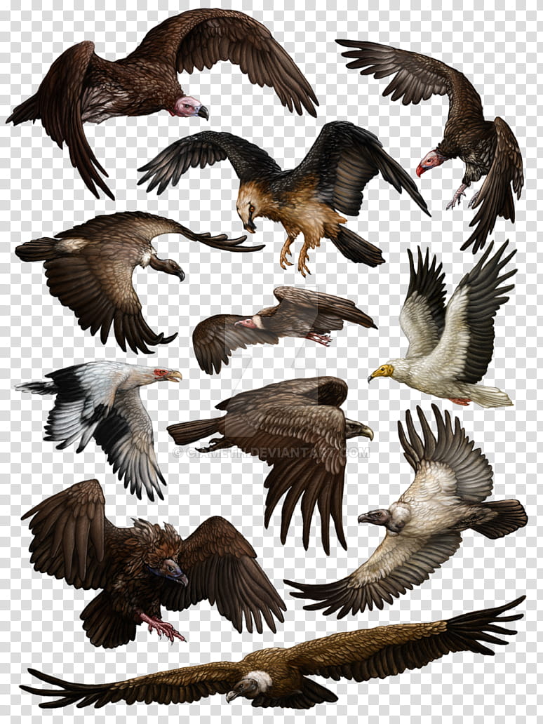 Turkey, Turkey Vulture, Bird, Egyptian Vulture, Griffon Vulture, California Condor, Bearded Vulture, Greater Yellowheaded Vulture transparent background PNG clipart