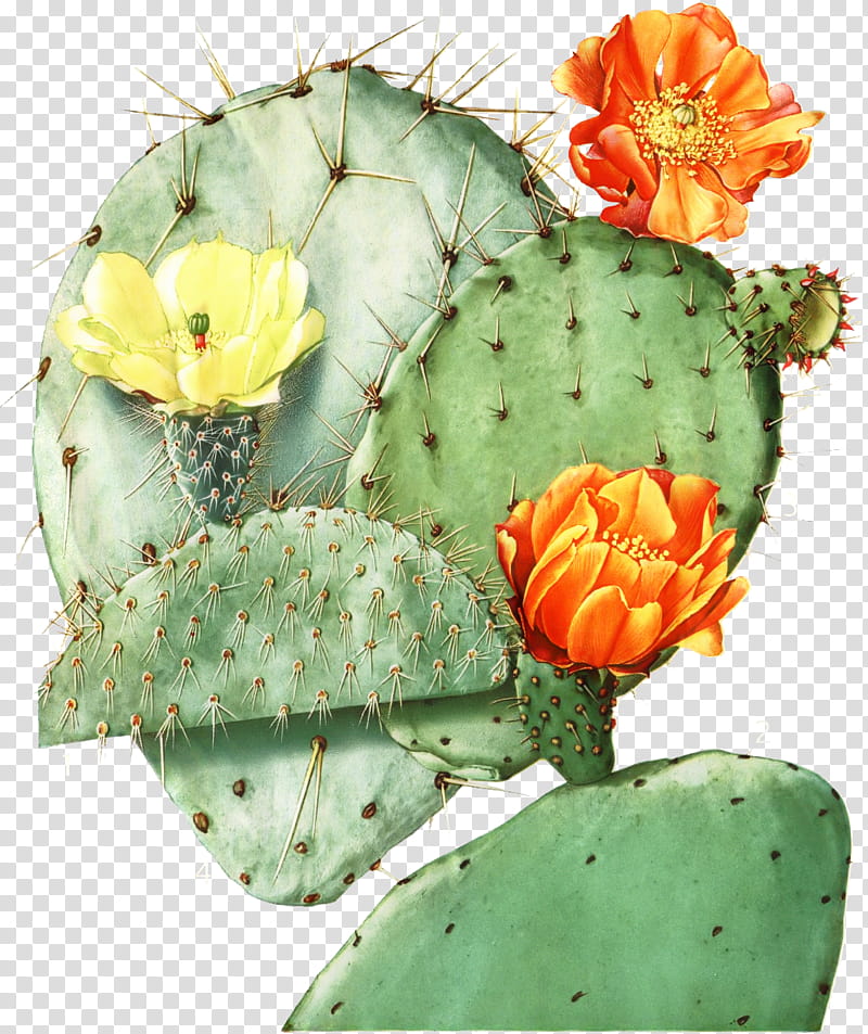 Bunny Ears, Cactus, Barbary Fig, Eastern Prickly Pear, Opuntia Lasiacantha, Thorns Spines And Prickles, Desert Prickly Pear, Bunny Ears Cactus transparent background PNG clipart