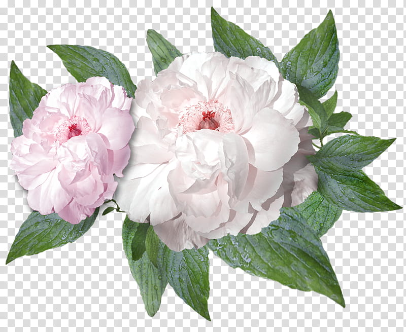 Flowers , two white carnation flowers transparent background PNG clipart