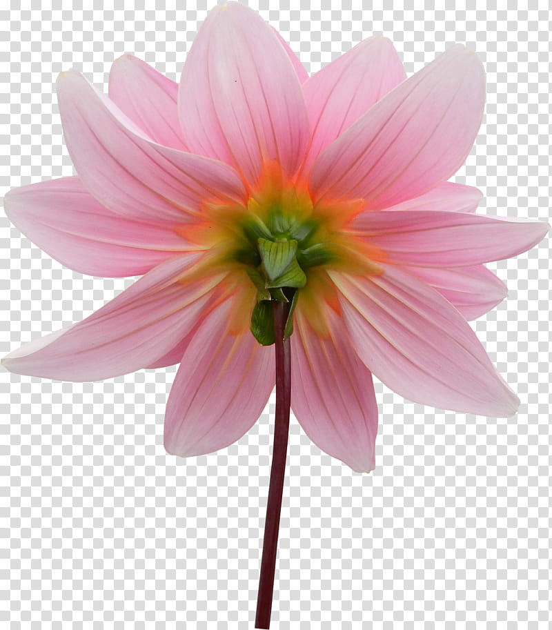 Flowers, Dahlia, Comparazione Di File Grafici, Tiff, Pink, Plant, Petal, Daisy Family transparent background PNG clipart