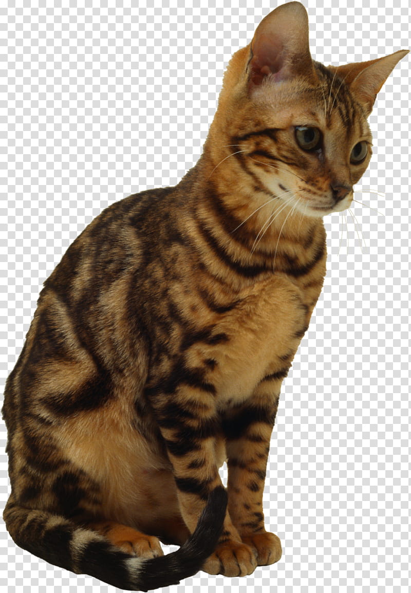 High Quality  Cats , brown bullseye cat illustration transparent background PNG clipart