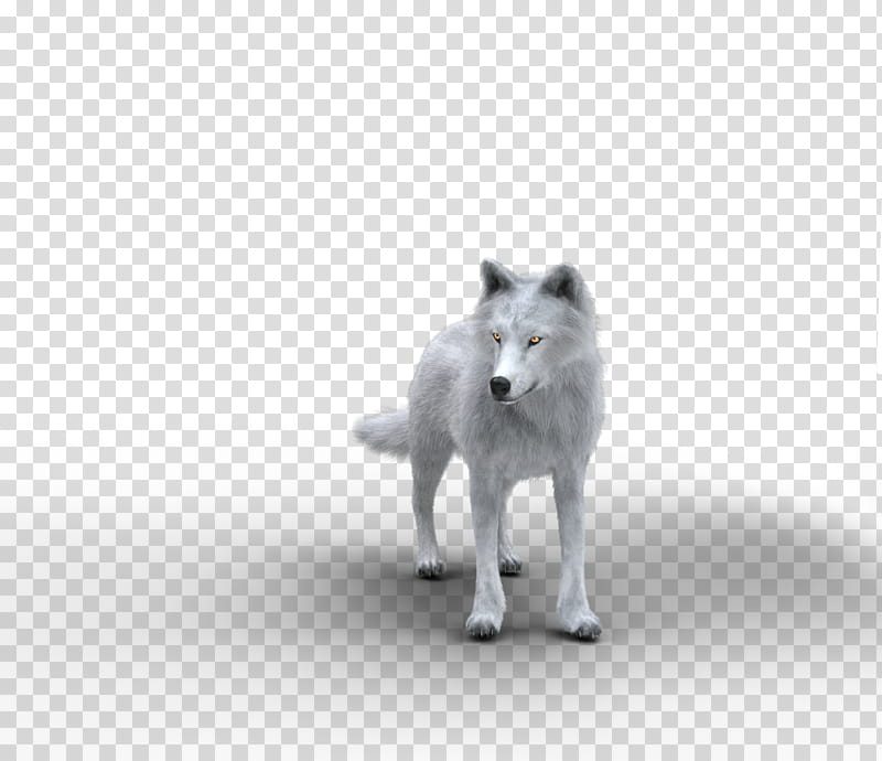Free Wolf, grey wolf illustration transparent background PNG clipart