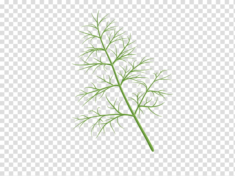 Flower White, Herb, Dill, Fines Herbes, Herbaceous Plant, White Pine, Grass, Leaf transparent background PNG clipart
