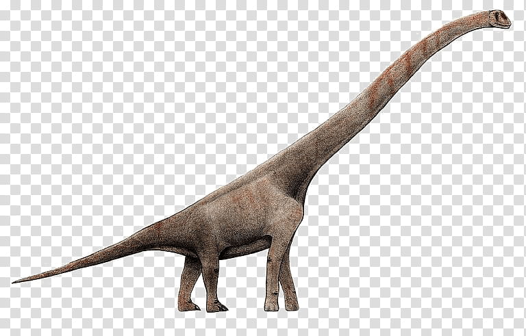 Dinosaur, Brachiosaurus, Apatosaurus, Dinosaur Size, Giraffatitan, Herbivore, Sauropods, Amphicoelias transparent background PNG clipart