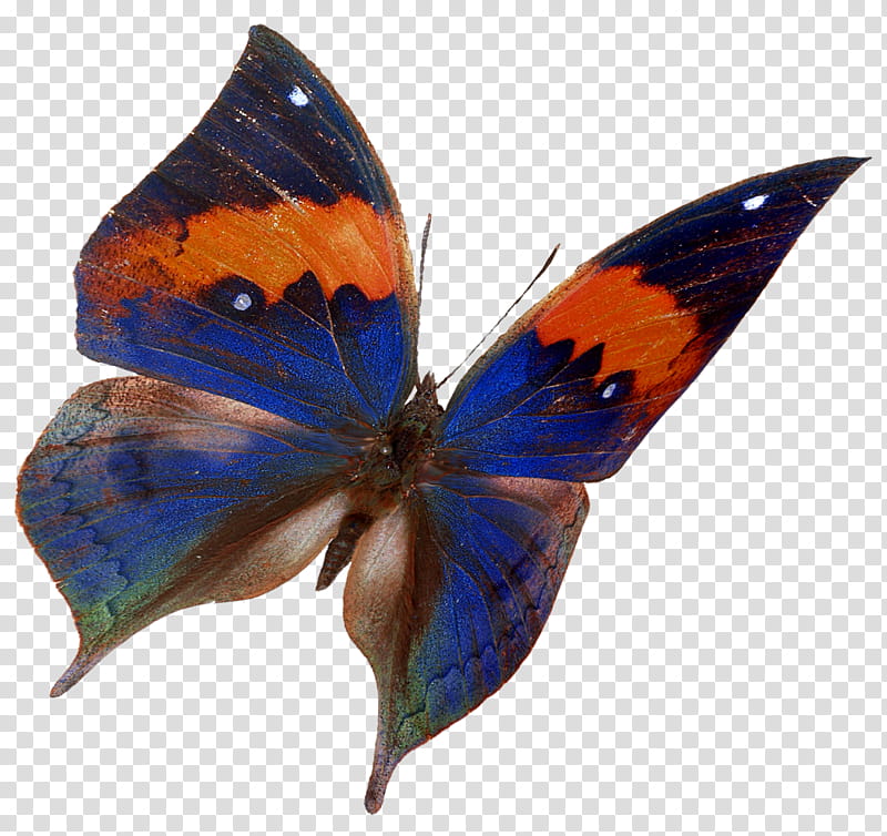 butterflies, blue and orange butterfly transparent background PNG clipart