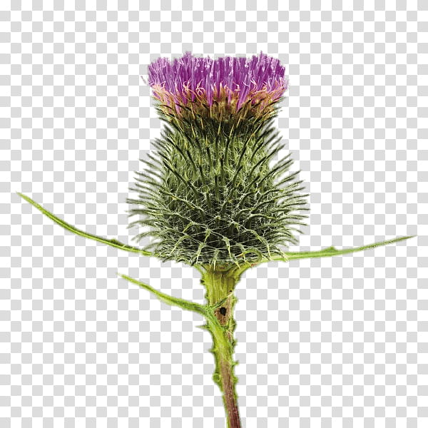 Flower, Rights Managed, Masterfile Corporation, grapher, Artist, Thistle, European Marsh Thistle, Plant transparent background PNG clipart