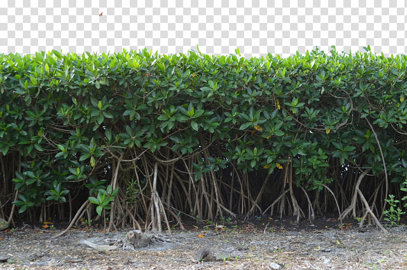 Row of Mangrove Tree Bushs  Bu, green trees transparent background PNG clipart