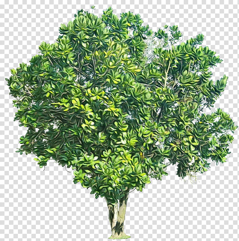 Palm Tree Leaf, Shrub, Plants, Fruit Tree, Branch, Palm Trees, Oak, Evergreen transparent background PNG clipart