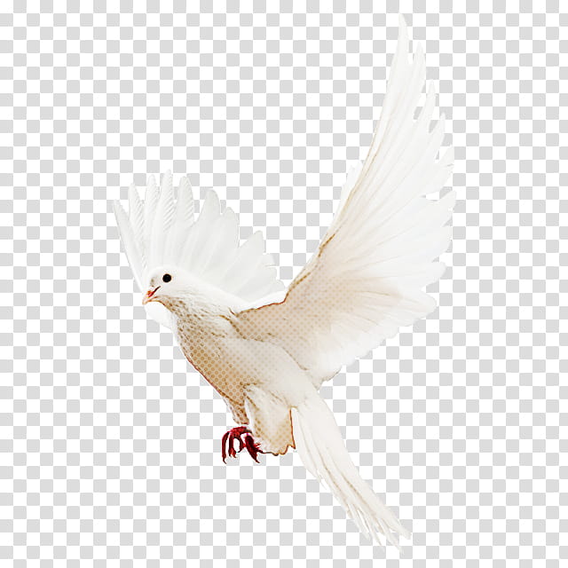 Feather, White, Bird, Pigeons And Doves, Beak, Wing, Rock Dove, Tail transparent background PNG clipart