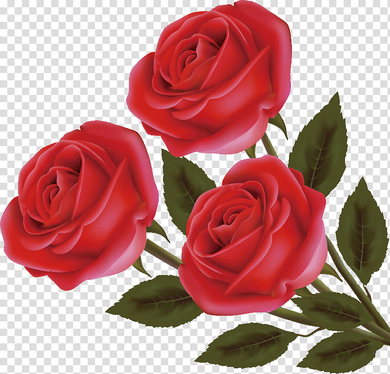 three flowers three roses valentines day, Garden Roses, Red, Floribunda, Pink, Cut Flowers, Rose Family, Hybrid Tea Rose transparent background PNG clipart