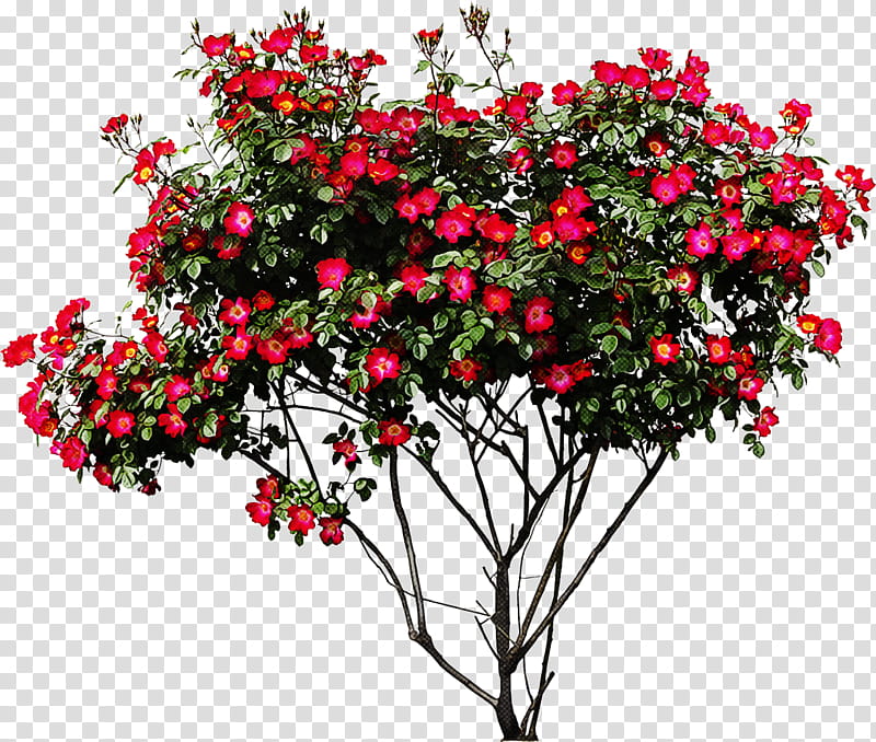 flower flowering plant plant tree bougainvillea, Woody Plant, Rosa Wichuraiana, Branch, Shrub, Annual Plant transparent background PNG clipart