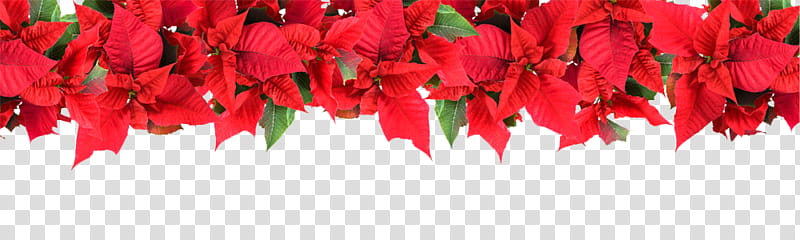 Poinsettia, red poinsettias flowers transparent background PNG clipart