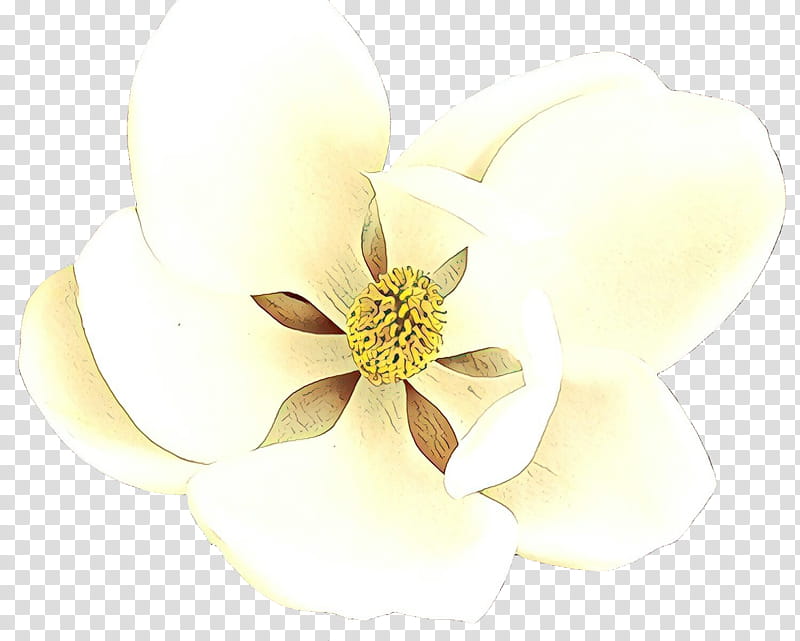 white petal flower plant magnolia, Cartoon, Magnolia Family, Flowering Plant, Fashion Accessory, Southern Magnolia, Wildflower transparent background PNG clipart