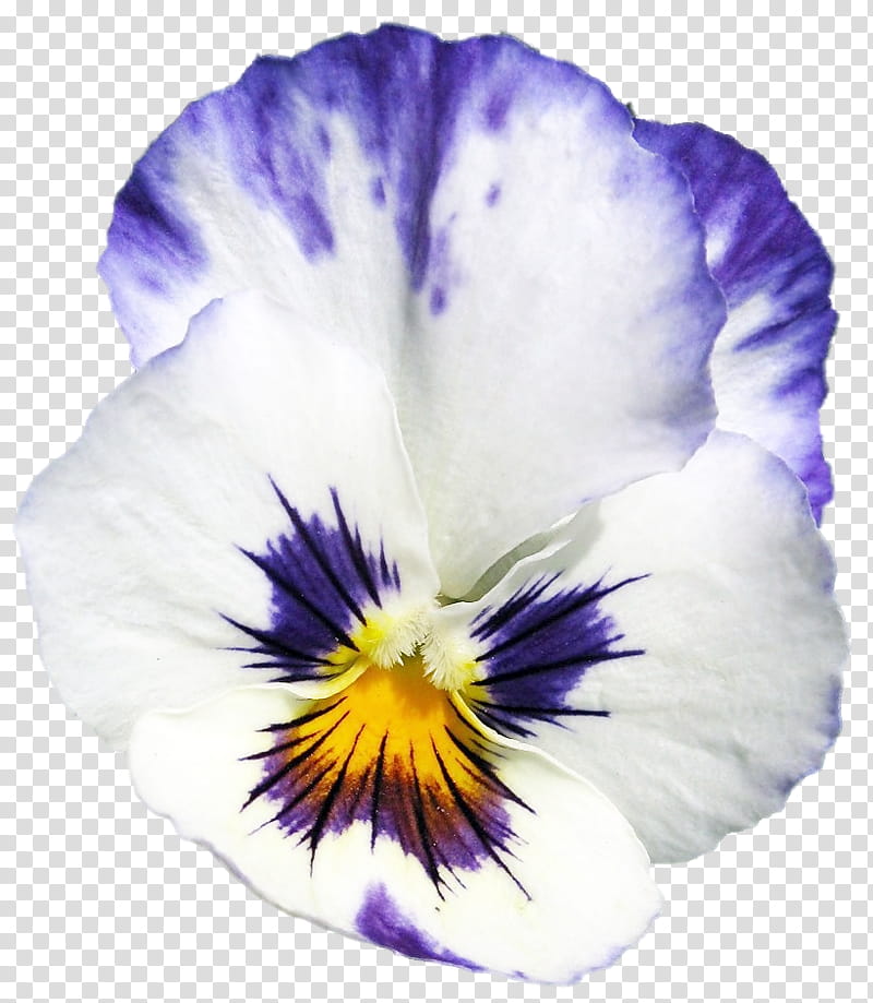 Purple Flower, Pansy, Violet, Violet Family, Plant, VIOLA, Petal, Seed Plant transparent background PNG clipart