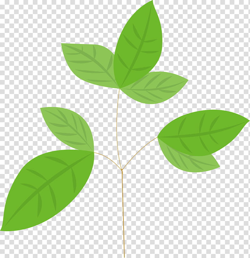 leaf green plant flower tree, Plant Stem, Hypericum transparent background PNG clipart