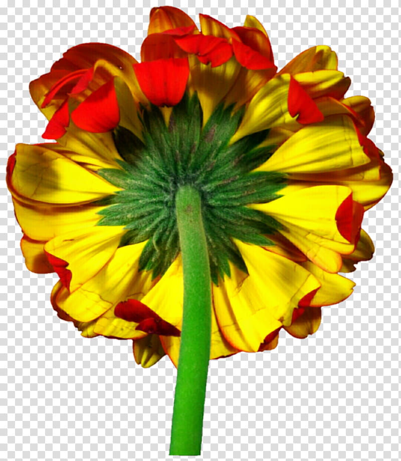 Orange and Yellow Gerbera Daisy transparent background PNG clipart