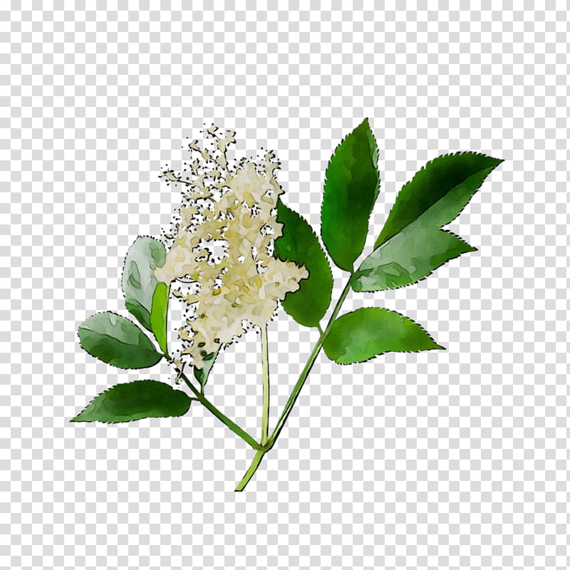 Lemon Tree, Flower, Lilac, Plant, Leaf, Spirea, Mock Orange, Buddleia ...
