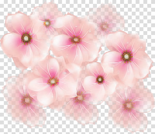 Cherry blossom, Pink, Petal, Flower, Plant, Cut Flowers, Morning Glory, Impatiens transparent background PNG clipart