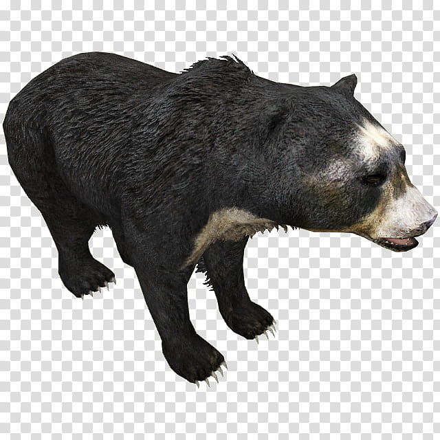 Polar Bear, Grizzly Bear, American Black Bear, Sun Bear, Spectacled Bear, Kodiak Bear, Animal, Mexican Grizzly Bear transparent background PNG clipart