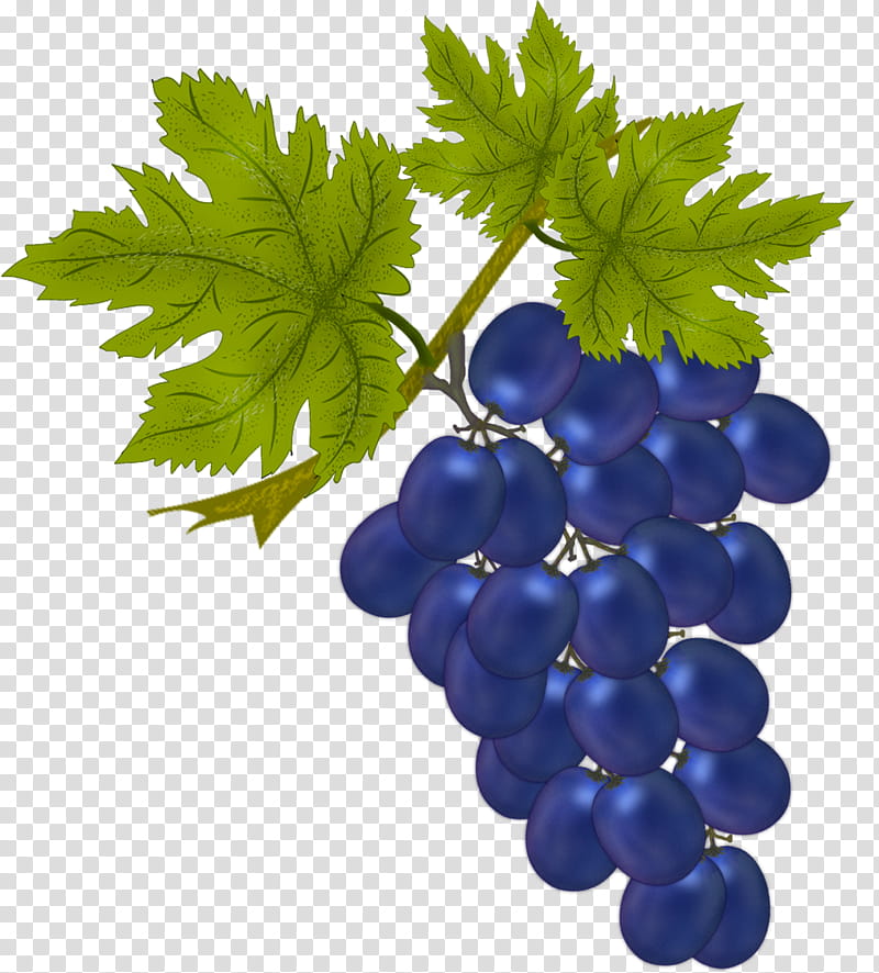 Contrasting Black Grape, purple grapes transparent background PNG clipart