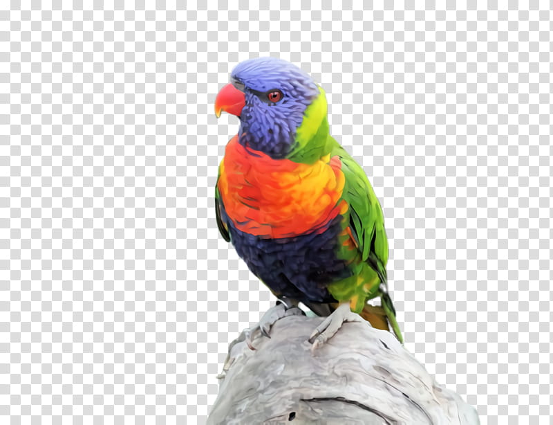 Colorful, Parrot, Bird, Exotic Bird, Tropical Bird, Parakeet, Macaw, Loriini transparent background PNG clipart