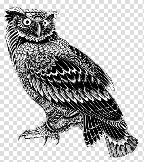 Bird Drawing, Doodle, Owl, Black Owl, Artist, Pen, Bird Of Prey, Beak transparent background PNG clipart