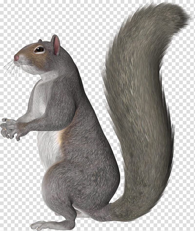 Squirrel, Western Gray Squirrel, Drawing, Animal, Raster Graphics, White, Protein, Black transparent background PNG clipart