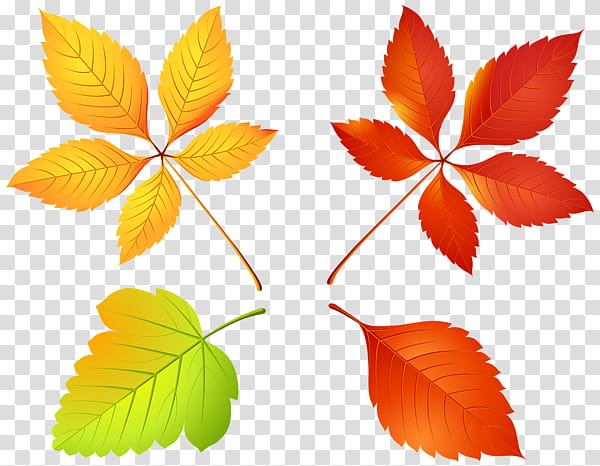 Canada Maple Leaf, Autumn Leaf Color, Tree, Drawing, Flag Of Canada, Crown, Orange, Branch transparent background PNG clipart