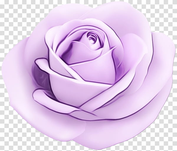 Garden roses, Watercolor, Paint, Wet Ink, Purple, Pink, Violet, Hybrid Tea Rose transparent background PNG clipart