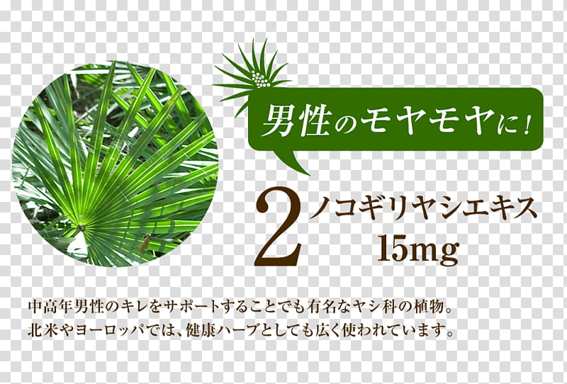Palm Tree, Palm Trees, Herbalism, Tomoni, Man, Woman, Extract, Plants transparent background PNG clipart