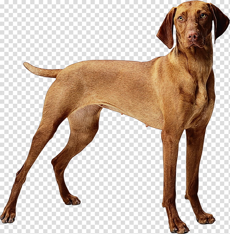 dog dog breed vizsla sporting group pointing breed, Watercolor, Paint, Wet Ink, Portuguese Pointer transparent background PNG clipart