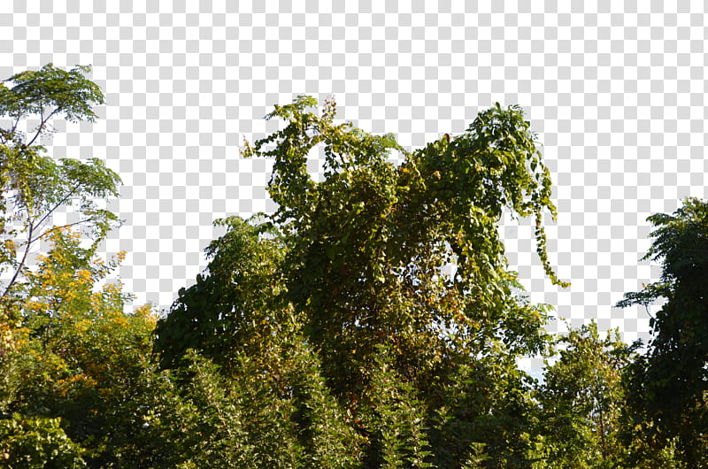 Kudzu Vines Climbing Tree , green-leafed tree transparent background PNG clipart
