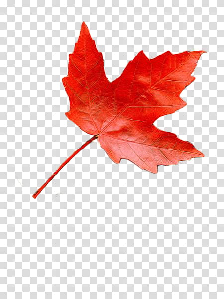 Fall, red leaf art transparent background PNG clipart