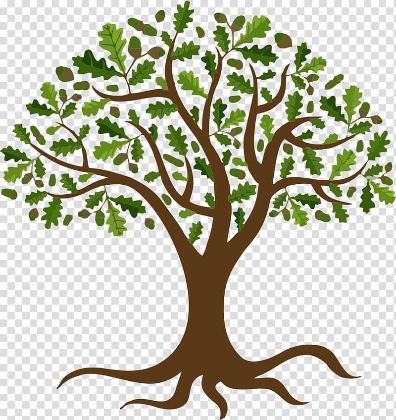 Oak Tree Drawing, Branch, Root, Cartoon, Willow, Wall Decal, Plant, Woody Plant transparent background PNG clipart